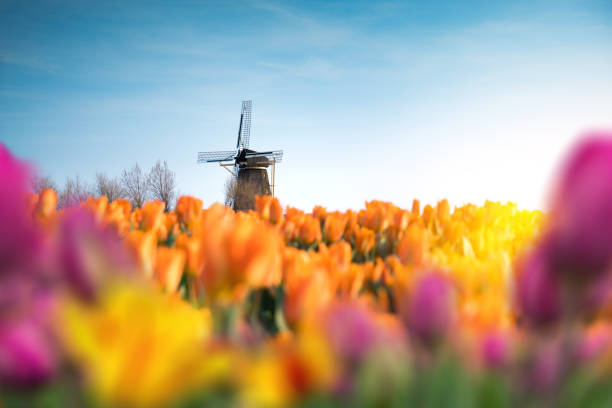 伝統的な風車のチューリップフィールド - windmill architecture traditional culture mill ストックフォトと画像