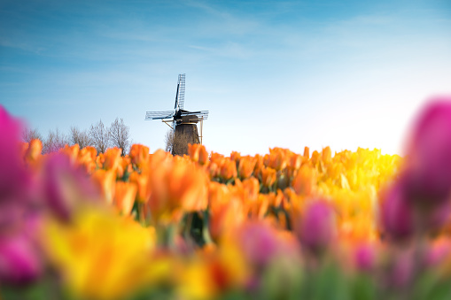 Traditional dutch windmill in the middle of colorful tulip field. View through the flowers.