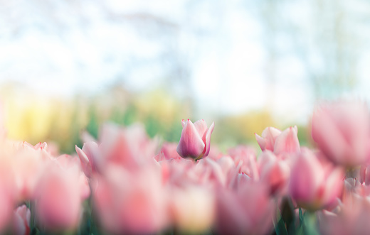 Pink tulips in the garden.
