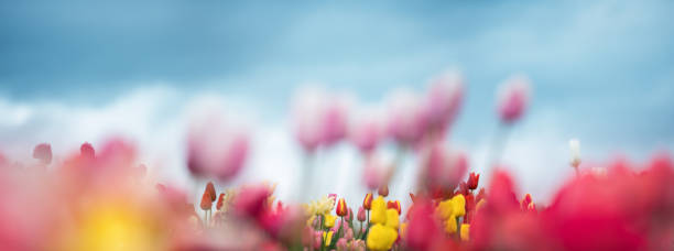 istock Colorful Tulip Field 1203961544