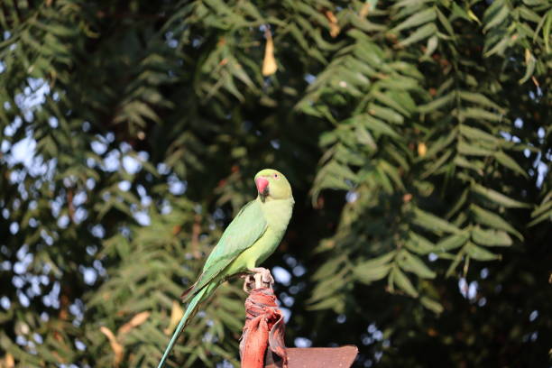 istock A parrot resting on iron rod , outdoors birds 1203961567