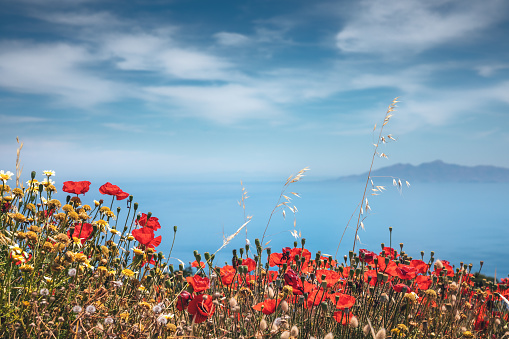Wild poppy flowers on Santorini island (Cyclades, Greece).