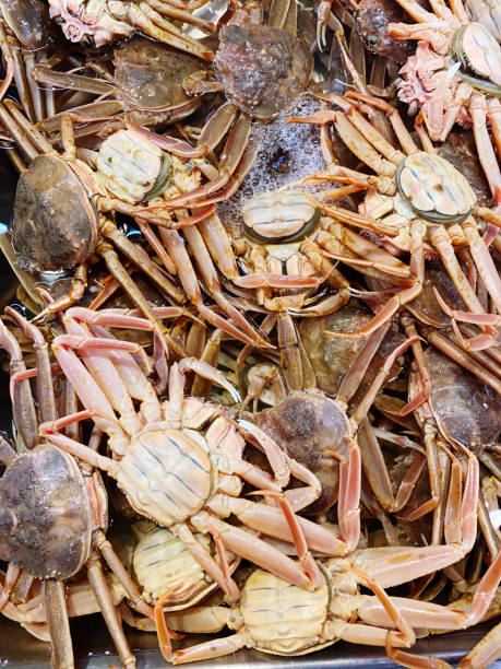 istock snow crabs,female, eaten a lot by Japanese. 1203961747