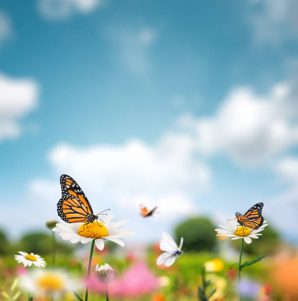 Idyllic Summer Meadow Summer meadow full of flowers and butterflies flying around. daisy flower spring marguerite stock pictures, royalty-free photos & images