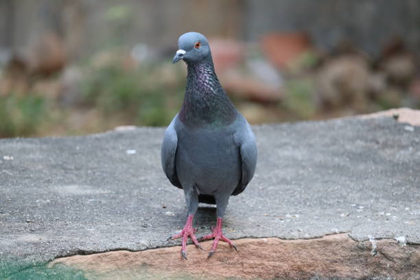 istock A common pigeon resting on red stone,outdoor birds 1203961951