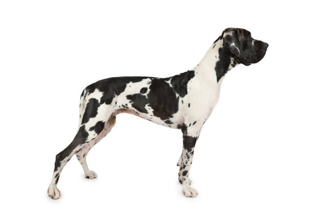 istock Spotted dog breed great Dane on a white background 1203962169
