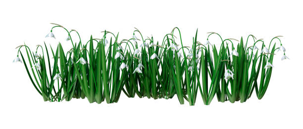 istock 3D illustration snowdrop flowers on white 1203962331