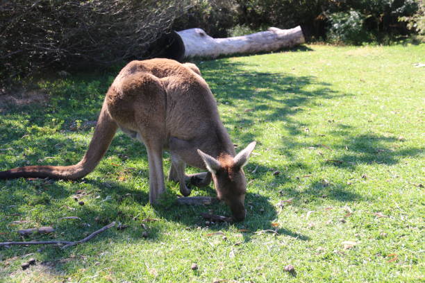 istock Kangaroo eating grass on the lawn with long tail 1203963599