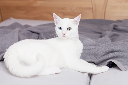 white cat on bed on gray blanket