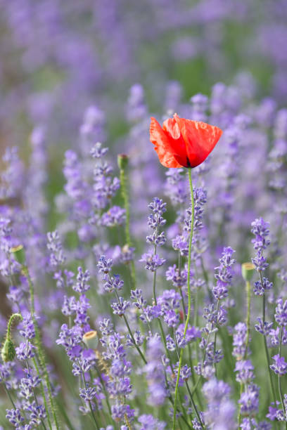Beautiful poppy in a lavander field in the summer time, Gorun, Bulgaria