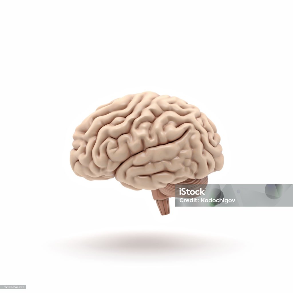 3D glossy brain rendering isolated on white background 3d human brain side view Anatomy Stock Photo