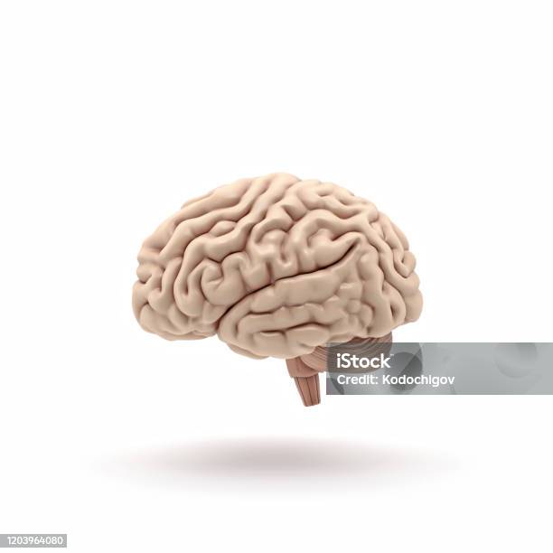 3d Glossy Brain Rendering Isolated On White Background Stock Photo - Download Image Now