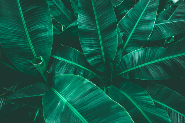 istock tropical banana leaf, abstract green banana leaf 1203964091
