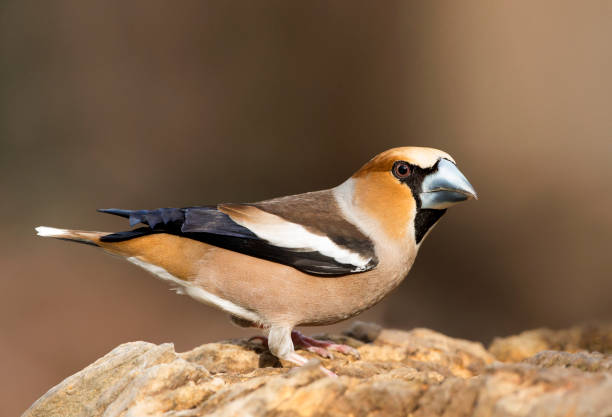 Hawfinch perched in the Forest Of Dean Gloucestershire. stock photo