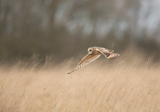 istock Short Eared Owl hunting in open grassland. 1203964113
