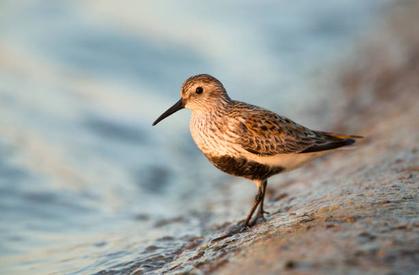 Dunlin photographed in the last of the evenings light. stock photo