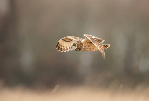 istock Short Eared Owl hunting in open grassland. 1203964143