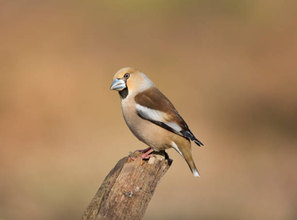 istock Hawfinch perched in the Forest Of Dean Gloucestershire. 1203964146