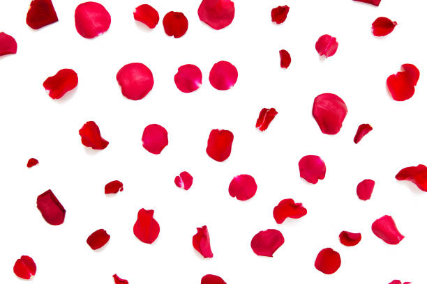 istock close up of red rose petals 1203964347