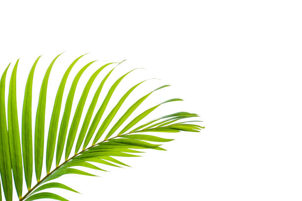 istock green palm leaf isolated on white background 1203964438