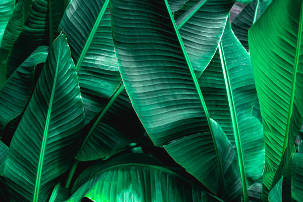 istock tropical banana leaf, abstract green banana leaf 1203964439