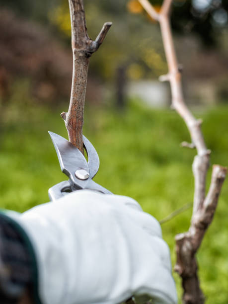 istock Farmer pruning the vine in winter. Agriculture. 1203964447