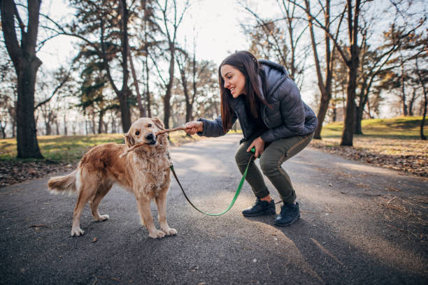 istock One girl playing with retriever and throwing stick 1203967091