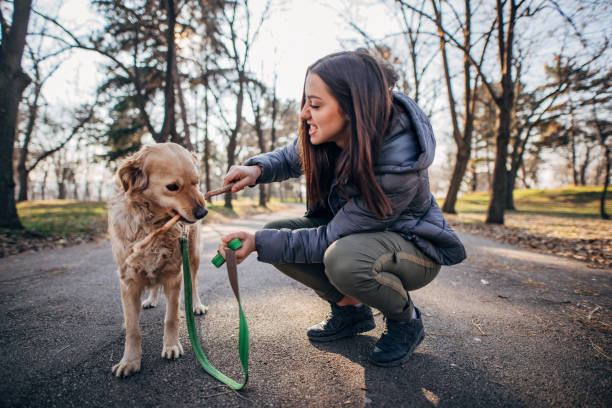 istock Pretty young girl playing with retriever and throwing stick 1203967122