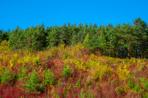 Colorful foliage of trees on a sunny autumn day Colorful foliage of trees on a sunny autumn day janowiec poland stock pictures, royalty-free photos & images