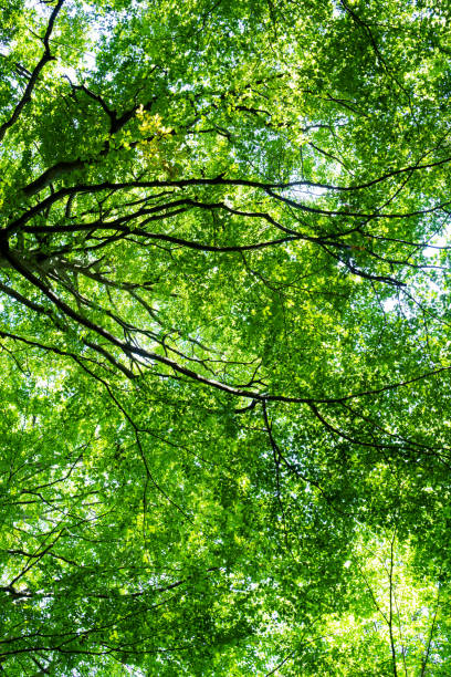 istock Sunny Green Branches Of Trees In Swedish Forest 1203969702