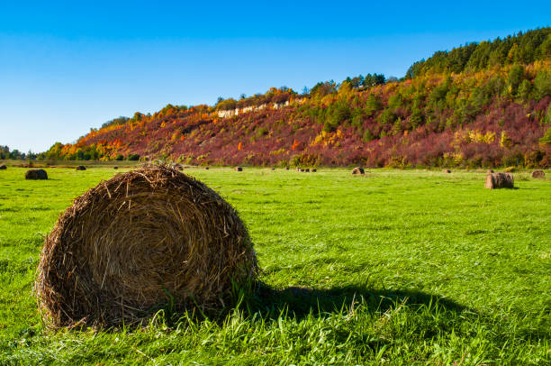 Bales of haye on the field. Sunny autumn day. Bales of haye on the field. Sunny autumn day. janowiec poland stock pictures, royalty-free photos & images
