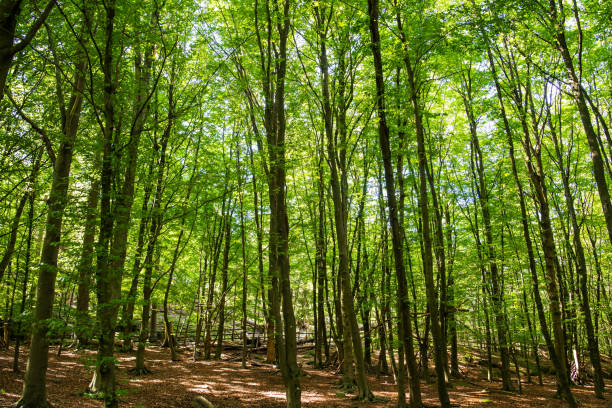 istock Beautiful Green Forest With Many Trees. Sunny Sumer Or Spring Time 1203970480