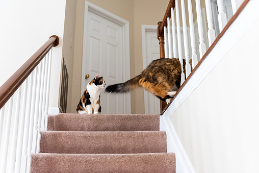 Two calico and maine coon cats playing on carpet floor on top of second story level of home railing stairs staircase jumping