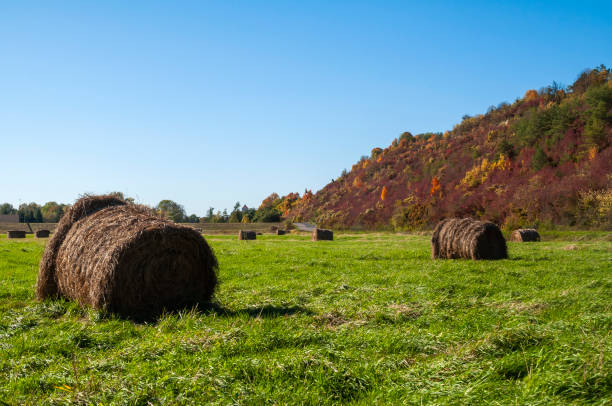 Bales of haye on the field. Sunny autumn day. Bales of haye on the field. Sunny autumn day. janowiec poland stock pictures, royalty-free photos & images