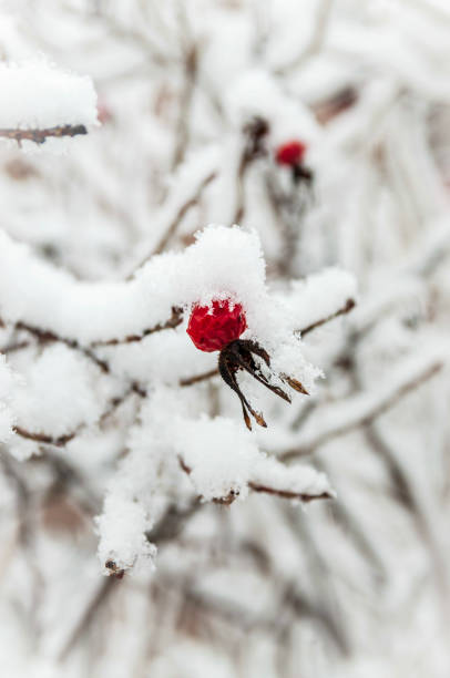 istock Red rosehip berries with hoar frost 1203971268