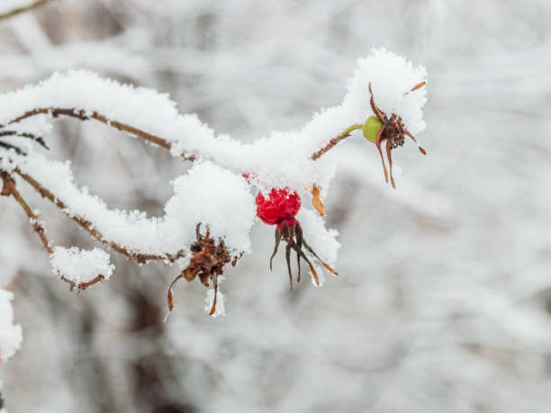 istock Red rosehip berries with hoar frost 1203971295