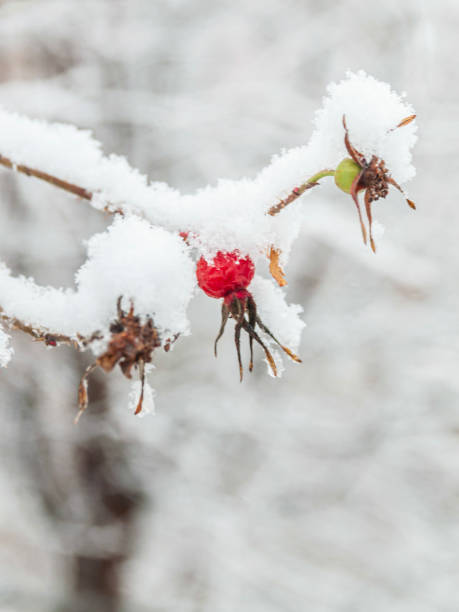 istock Red rosehip berries with hoar frost 1203971574