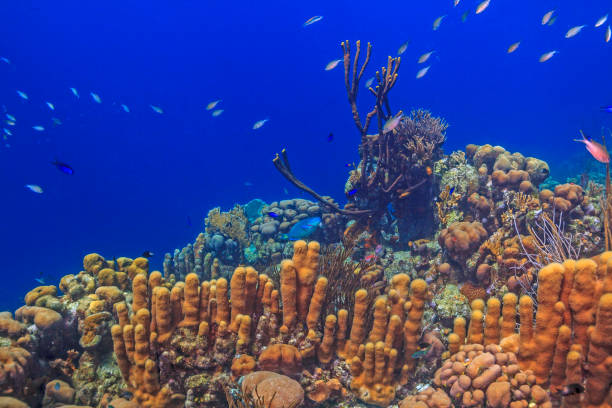 istock Caribbean coral garden 1203973297