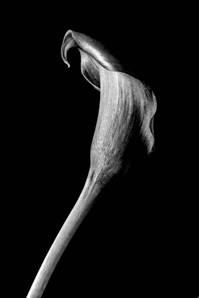 istock Caslla lily in close up 1203973351