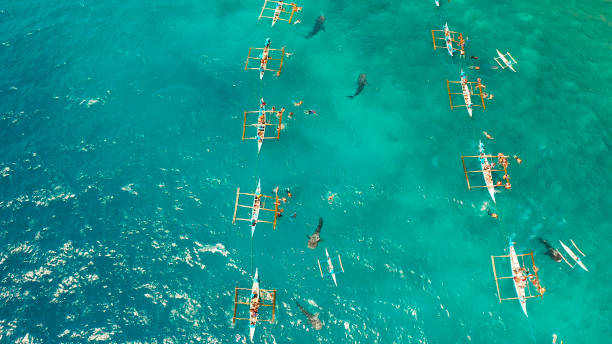 istock Oslob Whale Shark Watching in Philippines, Cebu Island 1203974583