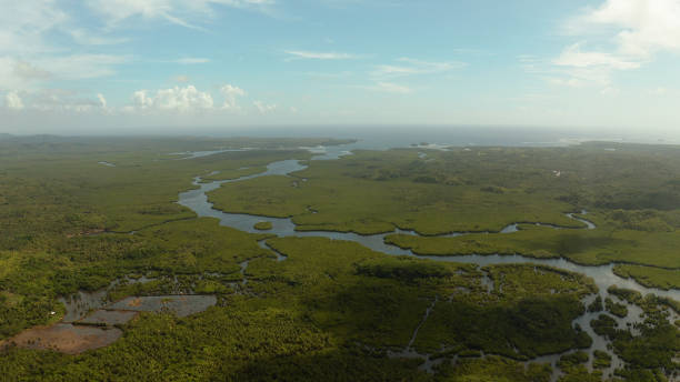 istock Aerial view of Mangrove forest and river 1203975015