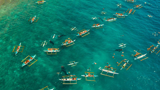 istock Oslob Whale Shark Watching in Philippines, Cebu Island 1203976186