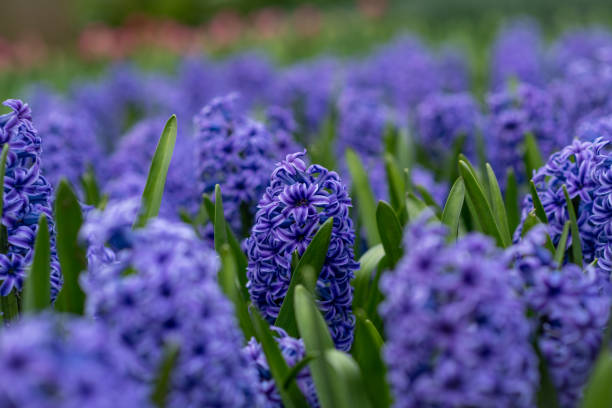 Purple hyacinth field Spring flowers background Netherlands.