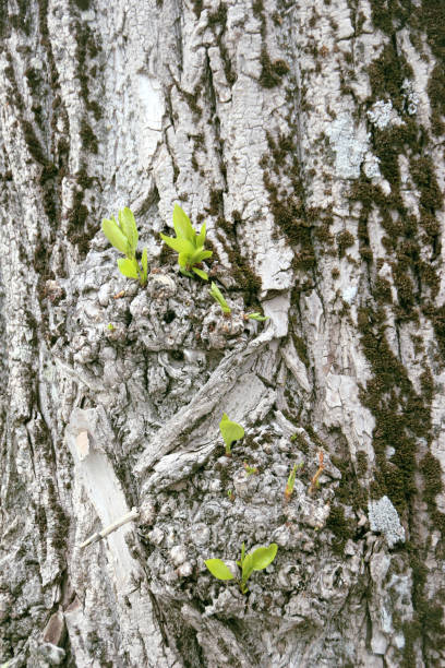 istock The bark of the tree with young leaves summer spring green texture 1203976555