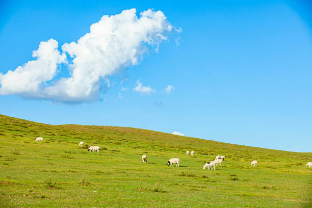 istock Sheep flock  is on the grassland under the blue sky and white clouds 1203976595