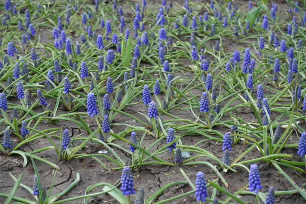 Armenian grape hyacinths in full bloom in April