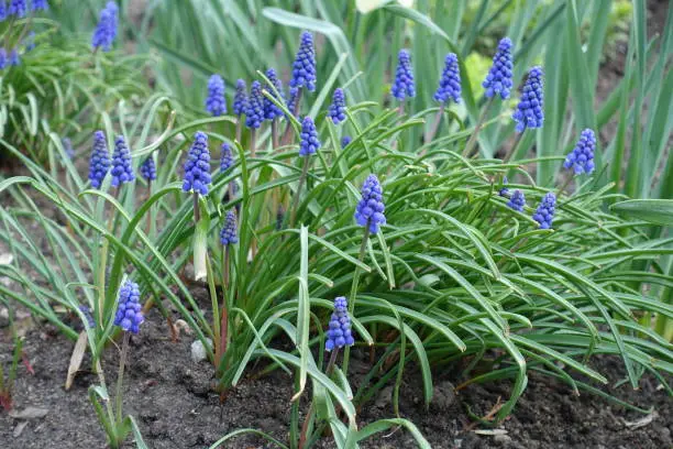 Beautiful blue flowers of Armenian grape hyacinths in April