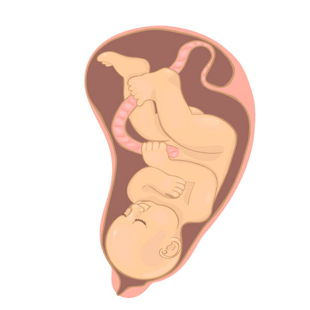 istock Baby in the womb Isolated on a white background. Vector graphics. 1203980553