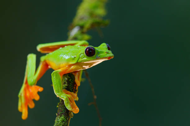 istock The gliding tree frog (Agalychnis spurrelli) in Costa Rica. 1203980736