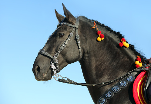 Performance black andalusian horse portrait in blue sky clouds background